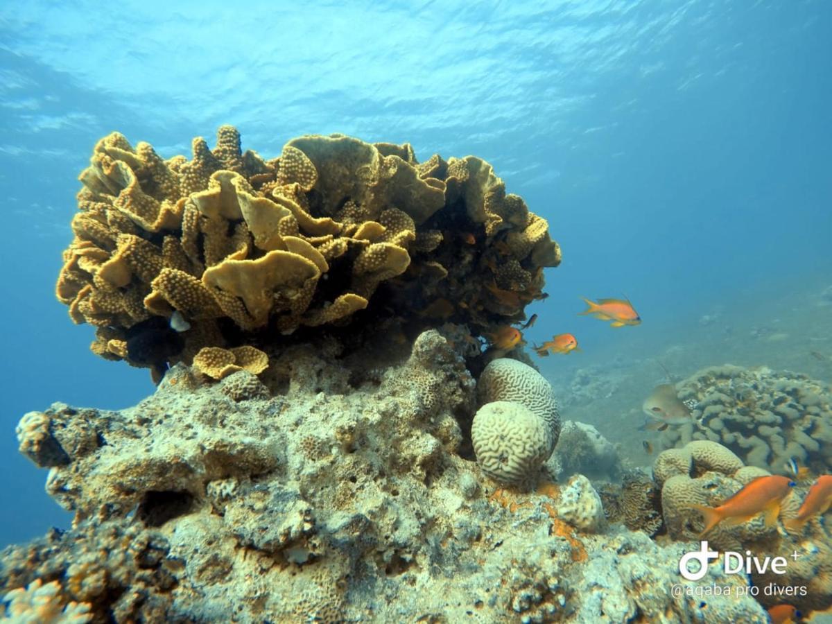 Aqaba Pro Divers Exterior foto