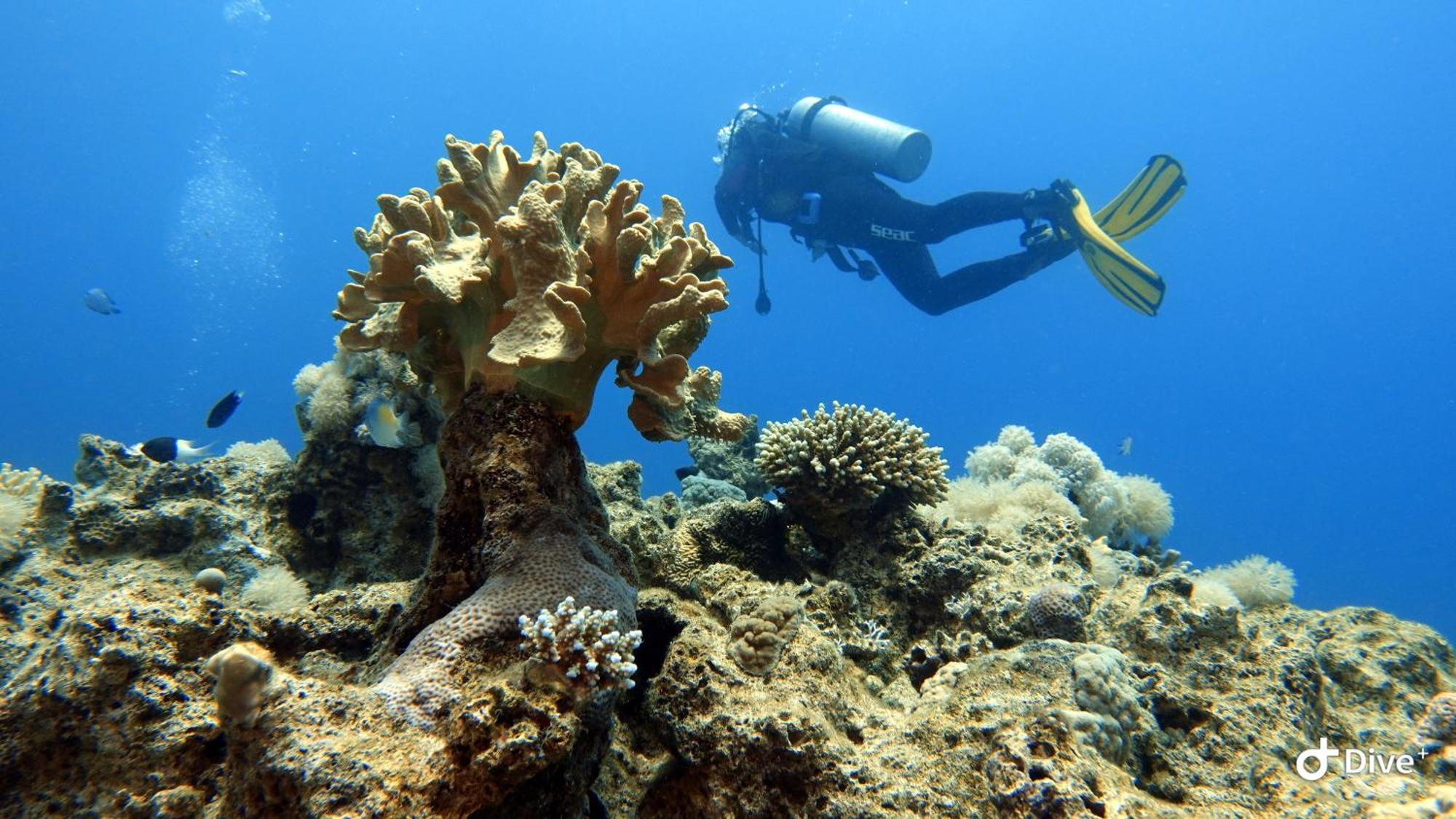 Aqaba Pro Divers Exterior foto