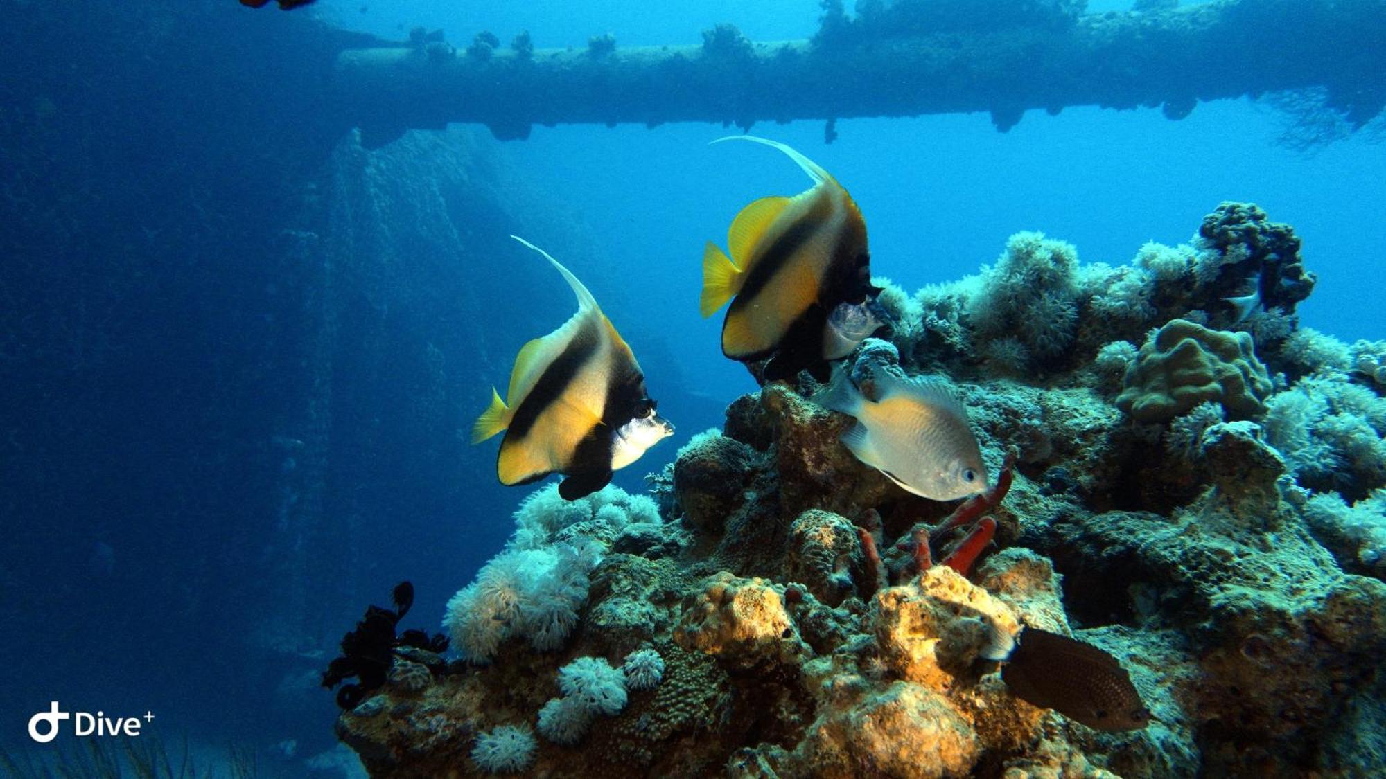 Aqaba Pro Divers Exterior foto