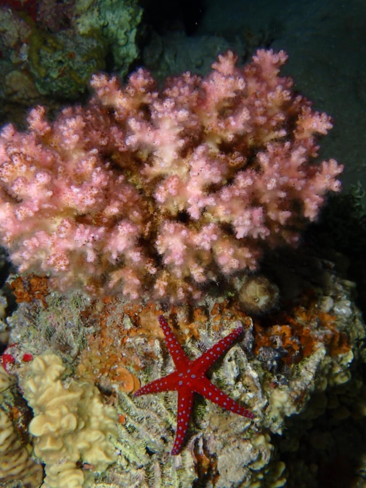 Aqaba Pro Divers Exterior foto