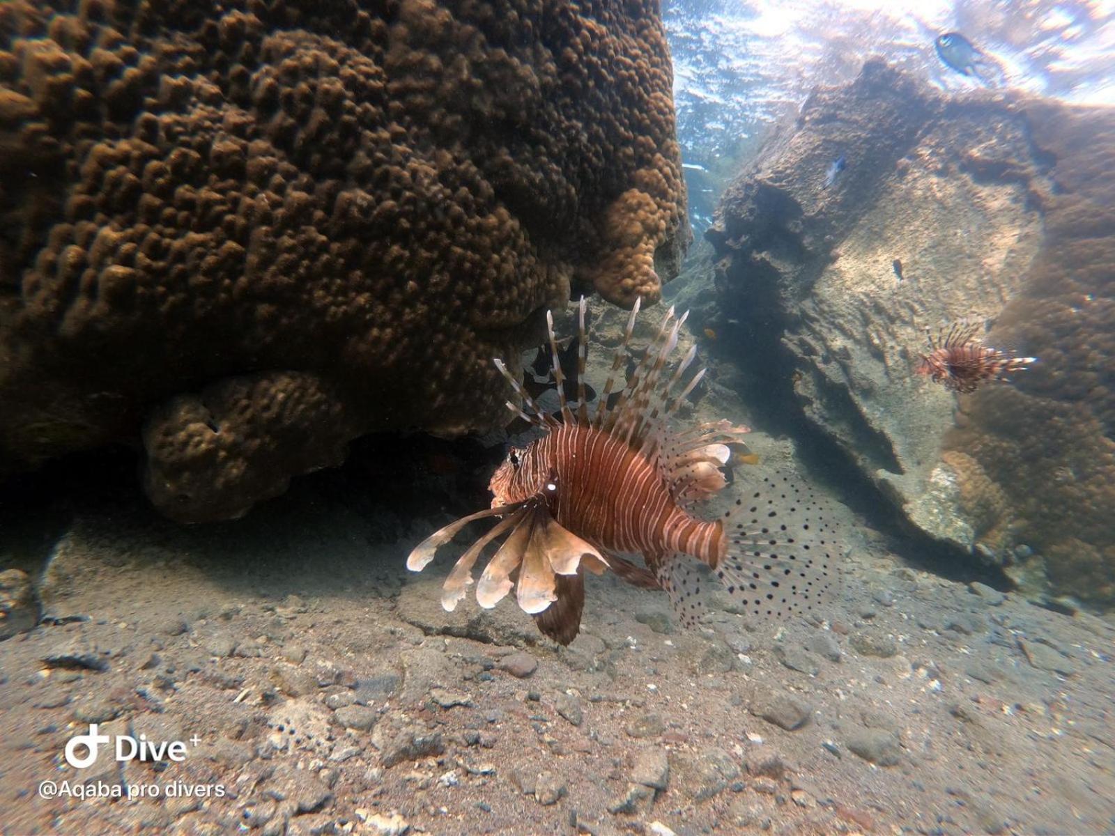 Aqaba Pro Divers Exterior foto