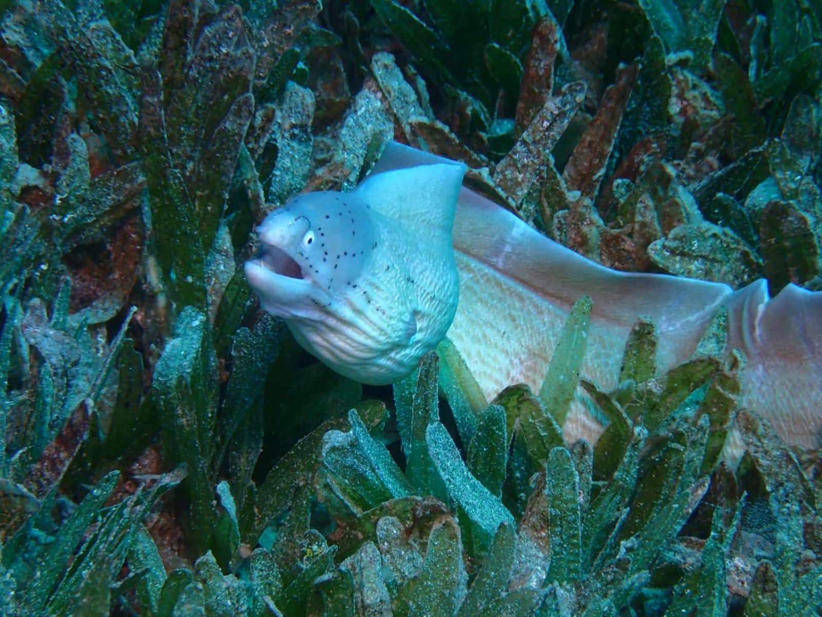 Aqaba Pro Divers Exterior foto
